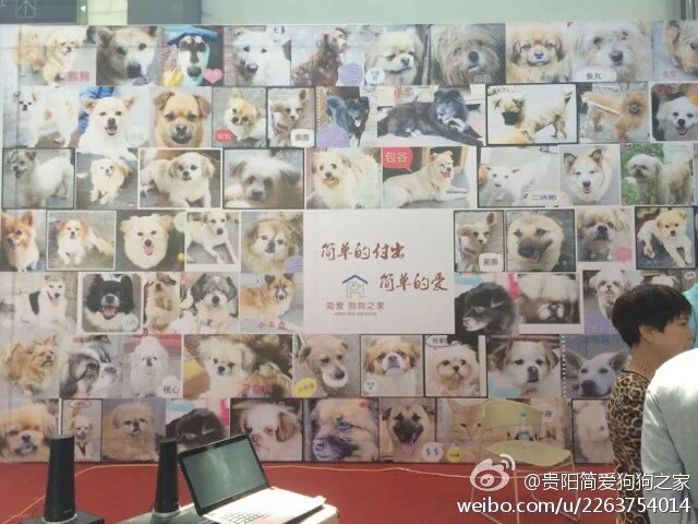 收容所的狗狗们