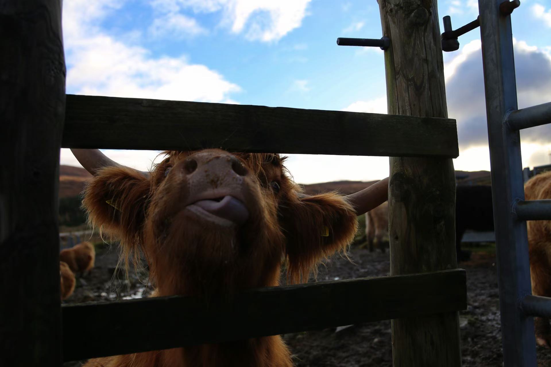 2023-11-11于苏格兰